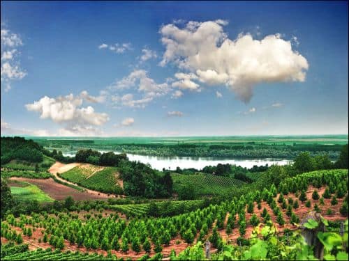 fruska-gora-sremski-karlovci-vinogradi